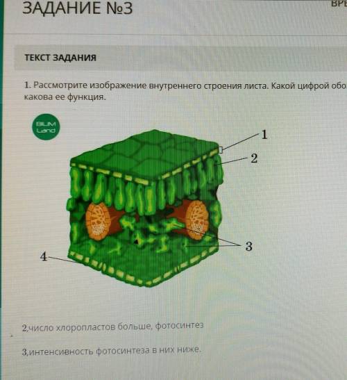 1. Рассмотрите изображение внутреннего строения листа. Какой цифрой обозначена столбчатая ткань, как