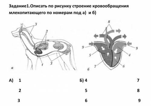 Описать по рисунку строение кровообращения млекопитающего по номерам под а) и б) ​