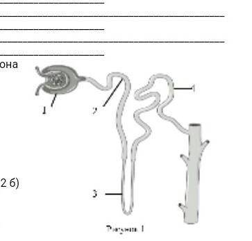 (первое можно не делать, я уже сделал) На рисунке 1 изображена схема строения нефрона3А) Определите