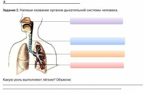 2-задания напиши названия органов дыхательнои система человека​