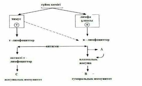 Напишите что обозначено буквами А , В и С​