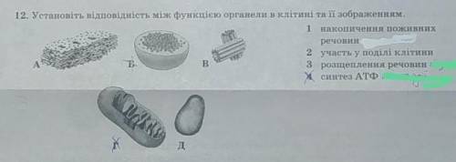 Установіть відповідність між функцією органели в клітині та її зображенням.​