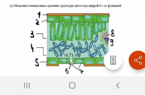 Объясните взаимосвязь строения структуры листа под цифрой шесть и функций Объясните как температура