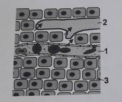 какие три вида внутренней среды изображены на рисунке? 2. что происходит с плазмой крови, вышедшей и