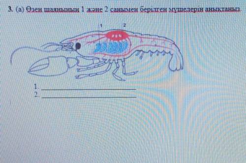 Лучший ответ қыламын​