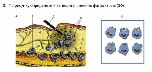 По рисунку определите и запишите, явление фагоцитоза: ​