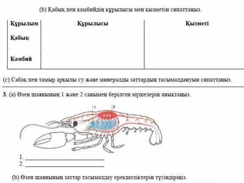 7 биология бжб 2токсан надо 2b)c и 3)а )b​