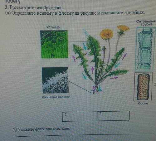 3. Рассмотрите изображение. (а) Определите ксилему и флоэму на рисунке и подпишите в ячейках.b Укажи