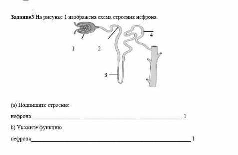 Отпиши строение нефрона ​