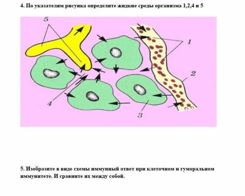 4. По указателям рисунка определите жидкие среды организма 1,2,4 и 5 5. Изобразите в виде схемы имму