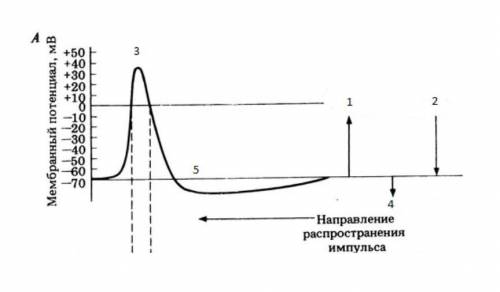 Подпишите «немой» график распространения нервного импульса по аксону Потенциал действия потенциал по