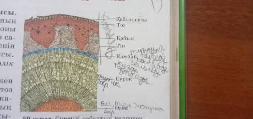 2. Сабақтың көлденең кесіндісінқарастырыңыз . ( а ) Сабақтың ішкі құрылымдарының атауларын суретпен