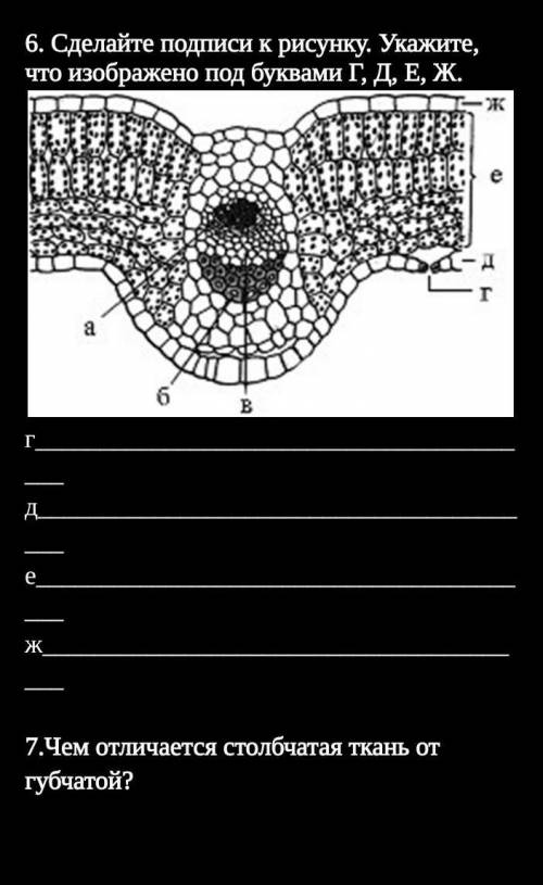 6. Сделайте подписи к рисунку. Укажите, что изображено под буквами Г, Д, Е, ж​