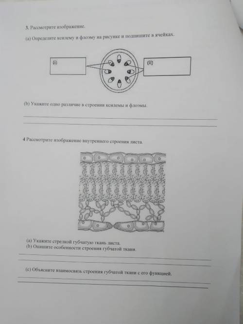 Сор по биологии 7 класс 2 четверть