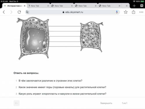 1.В чём заключается различии в строении этих клеток? 2.Какие значение имеют поры для растительной кл