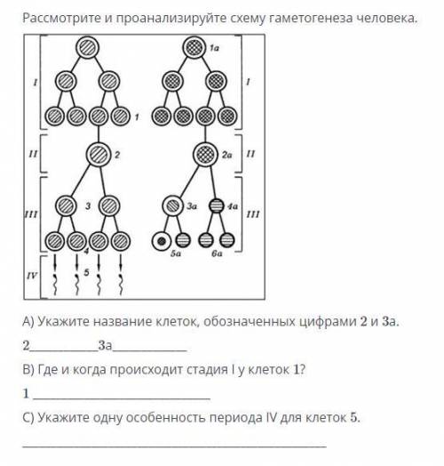 Задание на скриншоте.