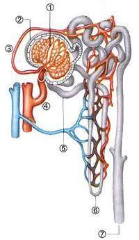 Укажите название частей нефрона и напишите их функции. (Указываете каждую часть указанные под цифрам