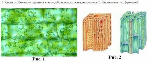 РИСУНОК ВНИЗУ, А ВОТ ЗАДАНИЕ К НИМУ: Какая особенность строения клеток, образующих ткань, на рисунке