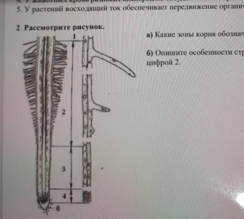 какие зоны корня обозначены цифрами 1 и 2?. Опишите особенности строения зоны корня под цифрой 2​