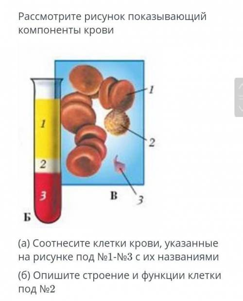 Рассмотрите рисунок показывающий компоненты крови ￼(а) Соотнесите клетки крови, указанные на рисунке