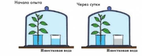 Студенты провели исследование, выявленное на рисунке начало практики через сутки известковая вода a)