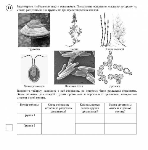 Рассмотрите изображения шести организмов. Предложите основание, согласно которому их можно разделить