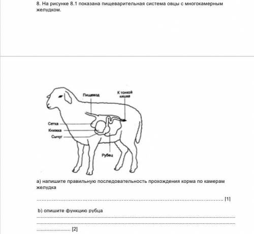 8. На рисунке 8.1 показана пищеварительная система овцы с многокамерным желудком.