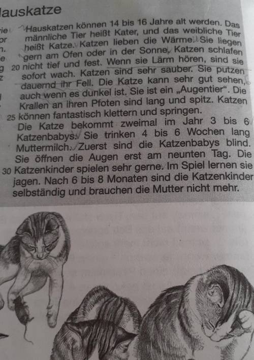 1. Was fressen Katzen gern? 2. Wie lange lebt eine Katze etwa?3. Kann ich meine Katze dressieren?4.