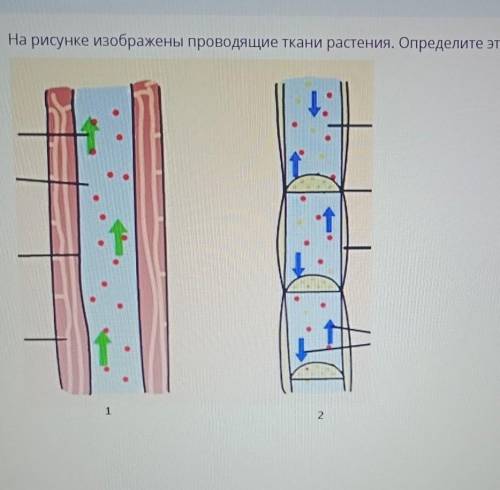 На рисунке изображены проводящие ткани растений Определите тканиу меня сор