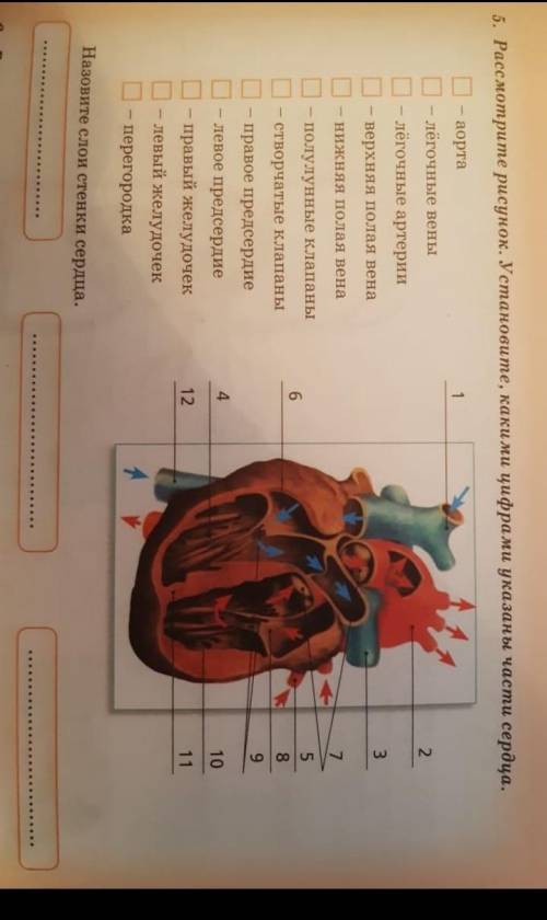 Расмотрите рисунок установити какими цыфрами указаны части сердца аорталёгочные венылёгочные артерии