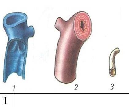 4а.Охарактеризуйте кровеносные сосуды, представленные на рисунке. Объясните, как строение сосудов св
