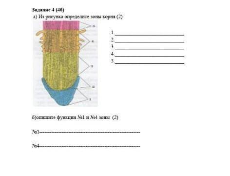 А)Из рисунка определите зоны корня(2) 1. 2.3. 4.5. б)опишите функции№1 и№4 зоны(2)№1№4​