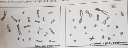 Рассмотрете фотографии хромосом двух близких видов хомячков, определите число хромосом в диплоидном