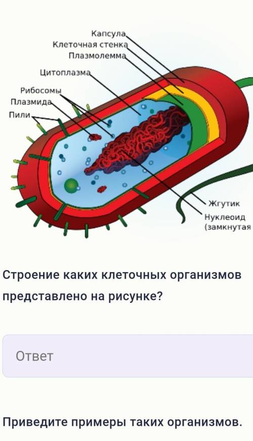 Приведите примеры таких организмов Какой диапазон размеров для них характерен (в мкм)? Укажите кажду