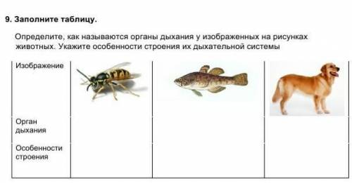 9. Заполните таблицу. Определите, как называются органы дыхания у изображенных на рисунках животных.