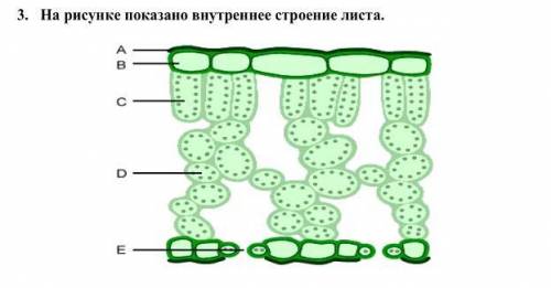 ЧЕНЬ Рассмотрите изображение внутреннего строения листа. (а) Укажите название структуры под буквой Е