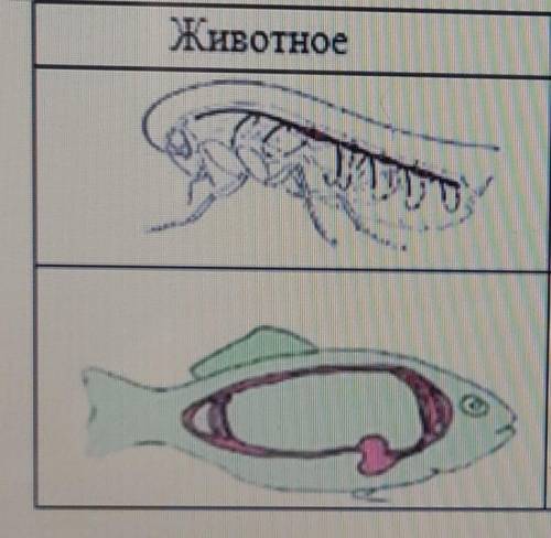 Памагите соч Для животных характерны два типа кровеносной системы. Запишите тип кровеносной системы