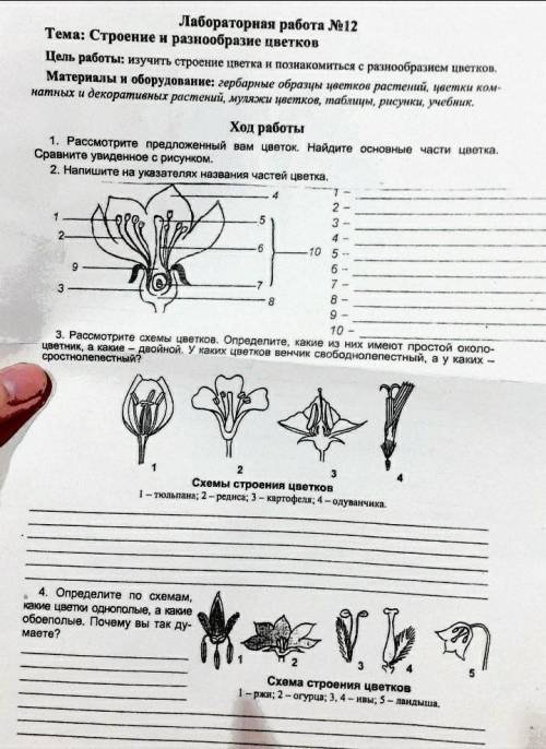 с лабораторной работой буду очень благодарна ​