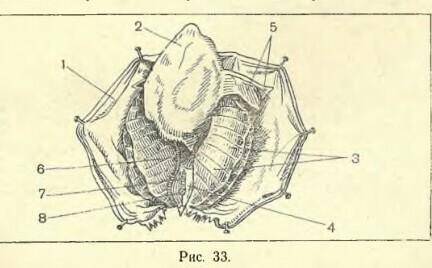 рассмотрите рисунок 33 с изображением внутреннего строения беззубки​.Какие органы тела беззубки обоз