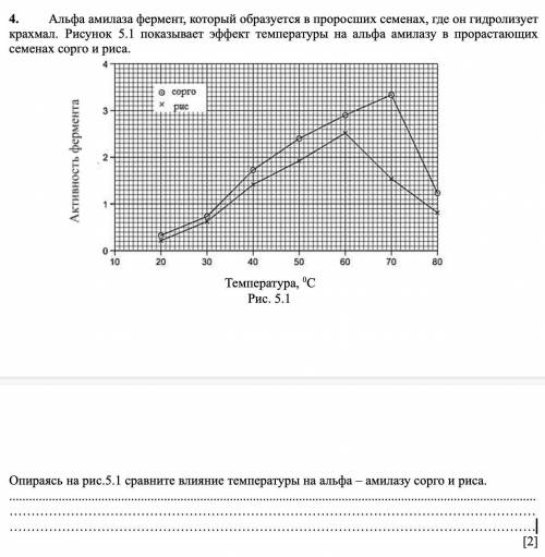 Альфа амилаза фермент, который образуется в проросших семенах, где он гидролизует крахмал. Рисунок 5