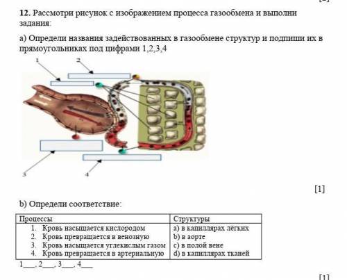 12. Рассмотри рисунок с изображением процесса газообмена и выполни задания: а) Определи названия зад