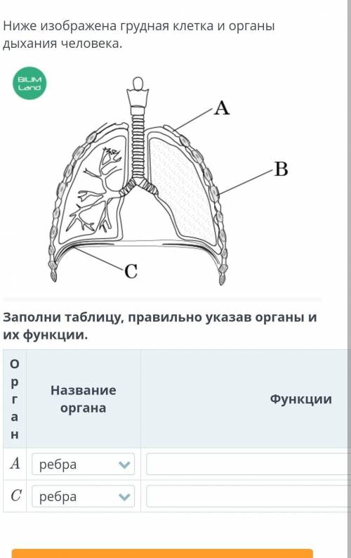 Заполни таблицу, правильно указав органы и их функции.​