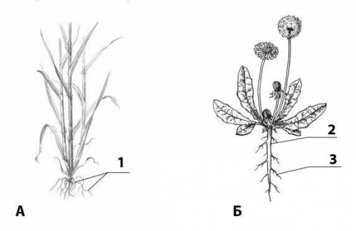 Тип корневой системы А — корневая система. Тип корневой системы Б — корневая система. 1 — корни. 2