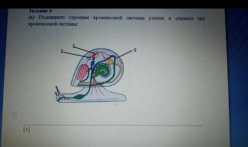 Подпишите строения кровеносной системы улитки и Укажите тип кровеносной системы​