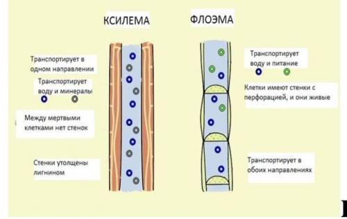 Используя рисунок, сравните строение элементов ксилемы и флоэмы. какую роль играют эти проводящие тк