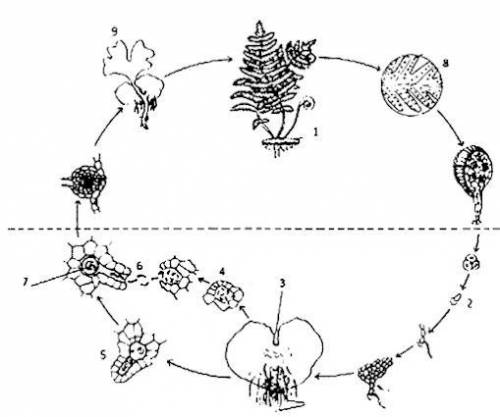 Укажите этапы полового размножения в жизненном цикле папоротника ( запишите цифры)