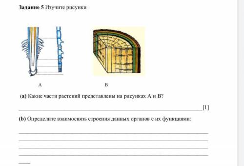 Изучите рисунки a) Какие части растений представлены на рисунках A и B? b) Определите взаимосвязь ст