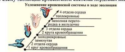 4. Рассмотрите схему эволюции кровеносной системы хордовых животных (а) напишите животных с самым пр