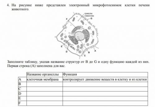 На рисунке ниже представлен электронный микрофотоснимок клетки печени животного Заполните таблицу, у