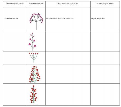 Заполните таблицу «Соцветия». Определите название соцветий, схемы которых приведены в таблице, опиши